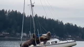 Lobos marinos se “roban” lancha y provocan ternura al pasear en ella