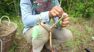 How To Make Wild Chicken Trap