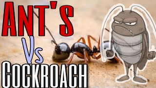 ANTS FIGHT A HUGE COCKROACH - 2020