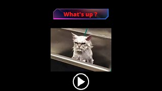 Funny Moments, Cute Animals - Cat Videos, Funny Cat Video