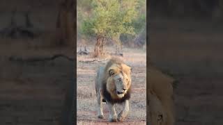 Makhunga (Plains Camp Male Lion) #lion #leon #wildlife #wildanimals #nature #animals #shorts #leão