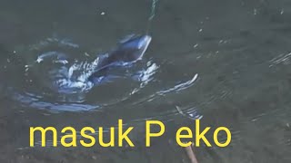 mancing ikan nila di waduk Bajul mati