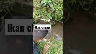 Ngabuburit!! mancing ikan Channa #shorts