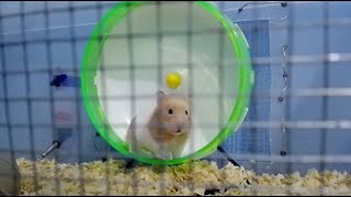 Modo mision hamster  (relive)