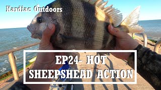 Seasons, EP24- Catching SHEEPSHEAD on LIVE SHRIMP, PACKERY CHANNEL JETTY! (Corpus Christi, Texas)