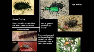 Beneficial insects