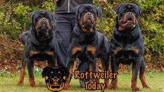 Inside The World Of Rottweiler History, Traits, And Temperament Thinking Of Buying? Watch This