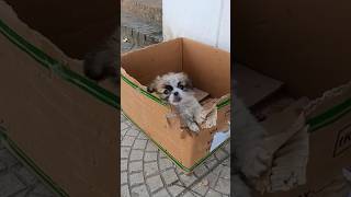 video from subscriber ❤️thank you 🙏 #pets #pet #dog #doglover #dogs #help