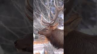 Bull Elk Bugling