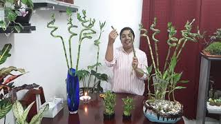 Lucky bamboo plant care (malayalam language)