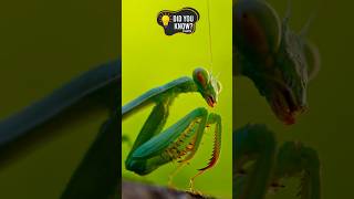 Fatal Attraction: The Deadly Love Life of Praying Mantises! #facts