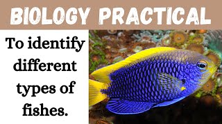 To identify different types of fishes II Biology II Learning Practicals