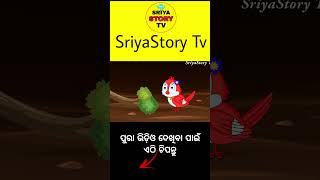 Chadhei dekhila suna kadali || odia gapa || tiki chadhei gapa || odia cartoon || odia moral story