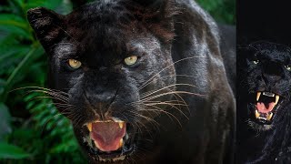 Secrets of the Black Panther: Unveiling the Unknown Wildcat #wildanimals #amazing #animals #wildlife