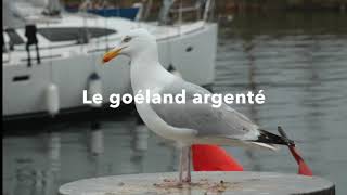 Le goéland argenté