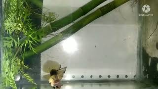 Black and Yellow Giant Betta