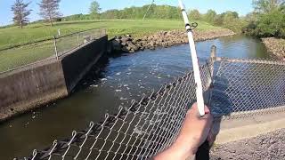 Woodcock creek smallmouth on homemade lure and a muskie on a sucker