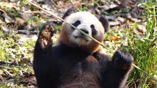 大熊猫巴特，目前生活在雅安碧峰峡熊猫基地海归园