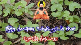 வல்லாரை பயன்கள்-Vallarai benefits In Tamil - Siththarkal Ulagam