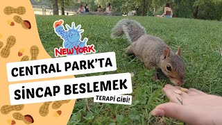 SİNCAPLARI FISTIKLAYAN ADAM | Central Park'ta sincap besleme terapisi!