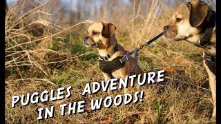 Puggles Adventure In The Woods!