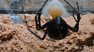 Black Widow Laying Eggs(?) And Spinning An Egg Sac (Sped up)