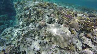 Underwater world in Sharm El Sheikh, Egypt