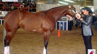 Circuito Mexicano de Caballos Pintos de Conformación