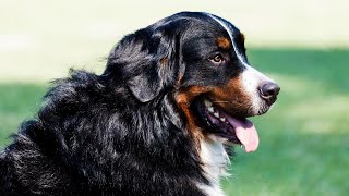 Bernese Mountain Dog and Canine Cancer