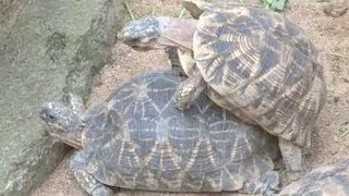 Funny Tortoise time pass at the Zoo.