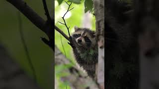 Found the cutest little creature in a tree! #wildlife #animals #nature #cute