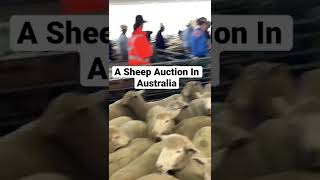 A Sheep Auction In Australia