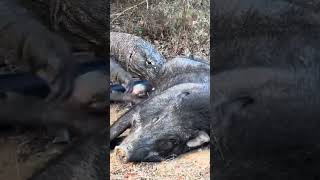 komodo dragon eating a giant wild boar alive... #komodo #shortsfeed #shorts