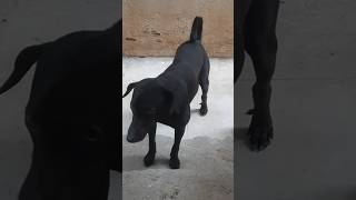 Poori kattai parakapothu🤣🤣🤣🤣 #funny#trendingshorts#doglover