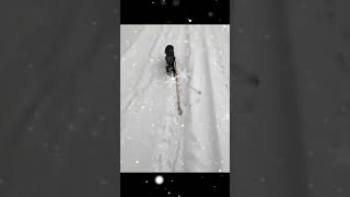 今は虹の橋を超えた黒いダックスフンドが白い雪の道を走る動画