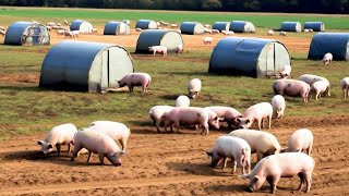 How America's Free Range Farms Raise Millions Of Pigs - Processing Factory