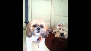 Cute shih-tzu Missy doesn't like being in the back seat