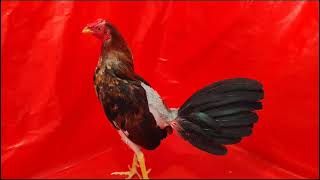 gallo castañeda #ornitologia #canarios #aves #pajaros #gallinas #gallos