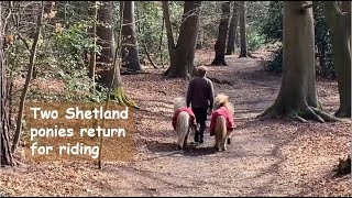 Two Shetland ponies return for riding - TV Episode 325