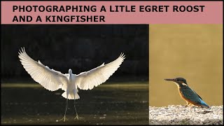 Bird Photography-Photographing a Little Egret roost and a Kingfisher