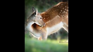 Exclusive first look at a Fallow deer and fawn feeding.