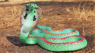 rainforest biutiful hunt snake | 10 Most Beautiful Snakes In The World