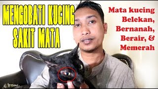 Cara Mengobati Kucing Sakit Mata, Belekan & Bernanah | 100% Aman