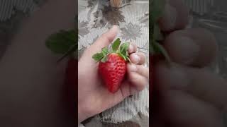 A normal strawberry