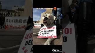 no maltrato animal