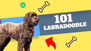 What You Need To Know About Labradoodles!