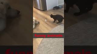 funny dog video# short# puppy# funny# short video