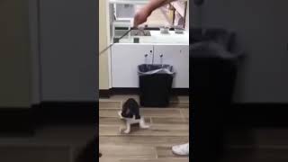 Funny Cats Weee Video Compilation 😂