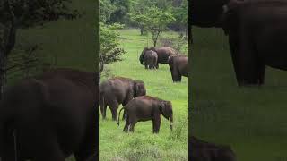 Elephants Wasgamuwa #shorts