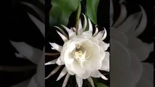 Lil' Suburban Homestead | Night Blooming Cereus